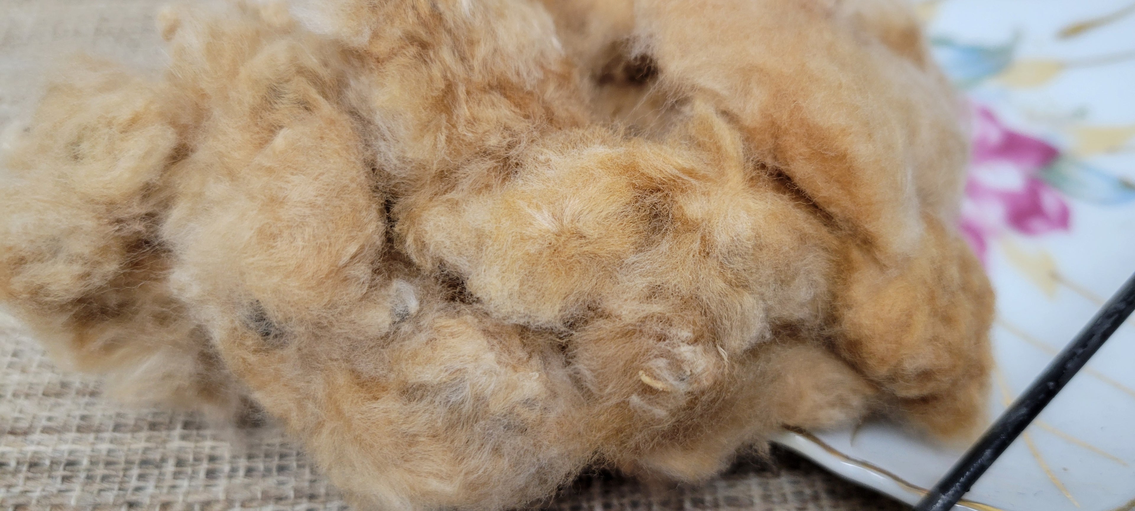 Cotton Natural Brown Seed Cotton. Ginned. HANDPICKED. 1 ounce (oz).