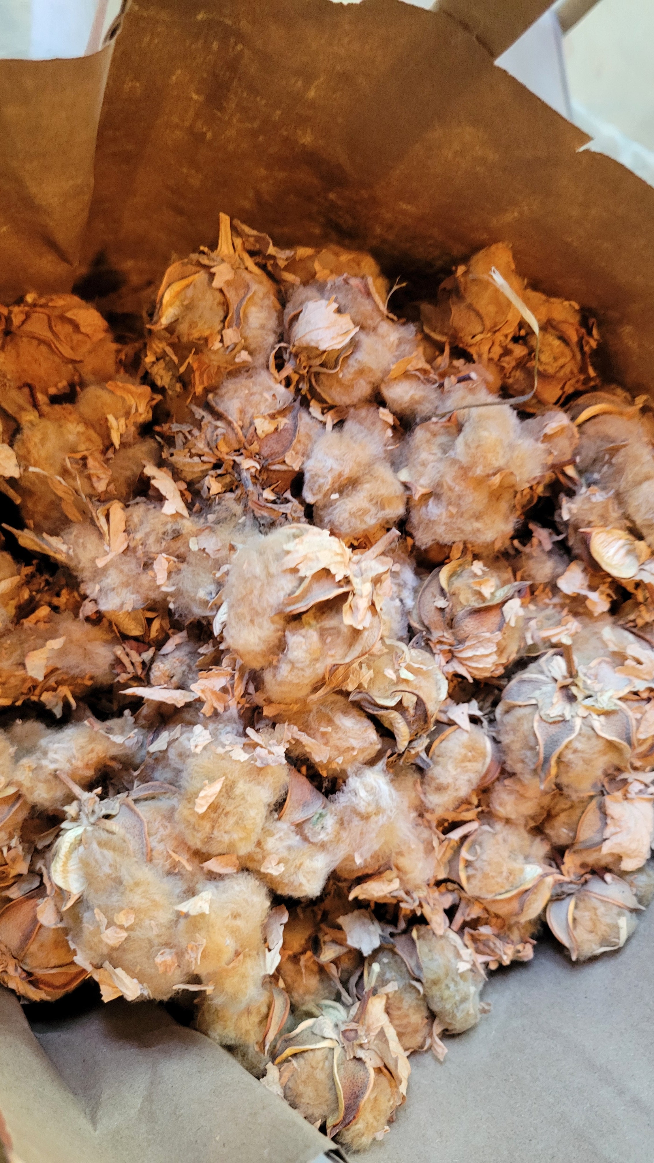 Cotton Sea Island Natural Brown Seed Cotton. Not Ginned. HANDPICKED.