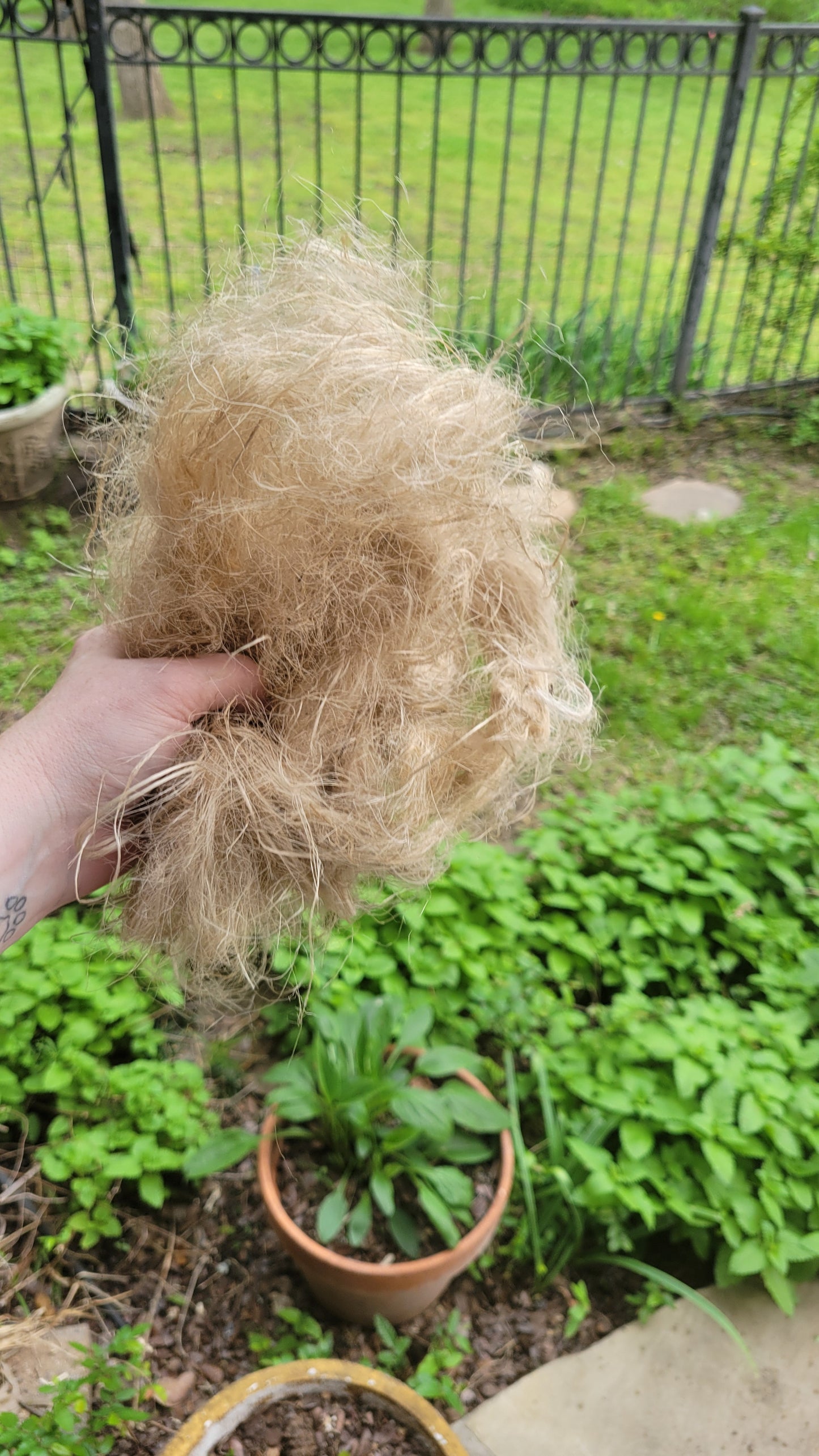 Sunflower Stalk Fiber. Un-Combed. Raw Unfinished Bundles