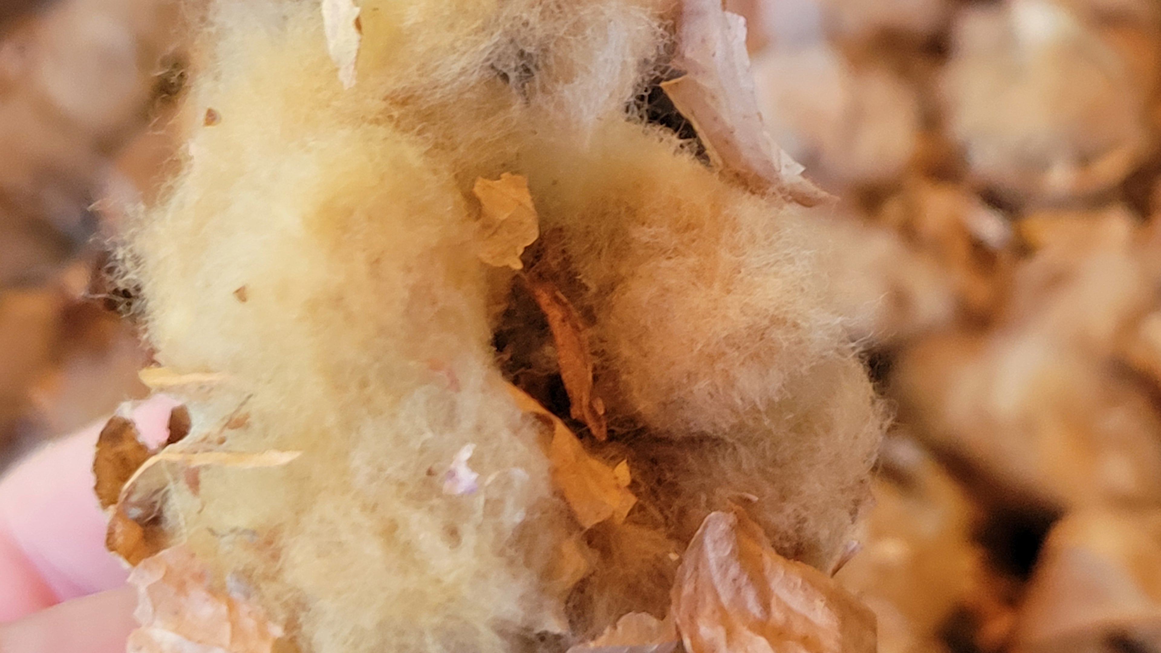 Cotton Sea Island Natural Brown Seed Cotton. Not Ginned. HANDPICKED.