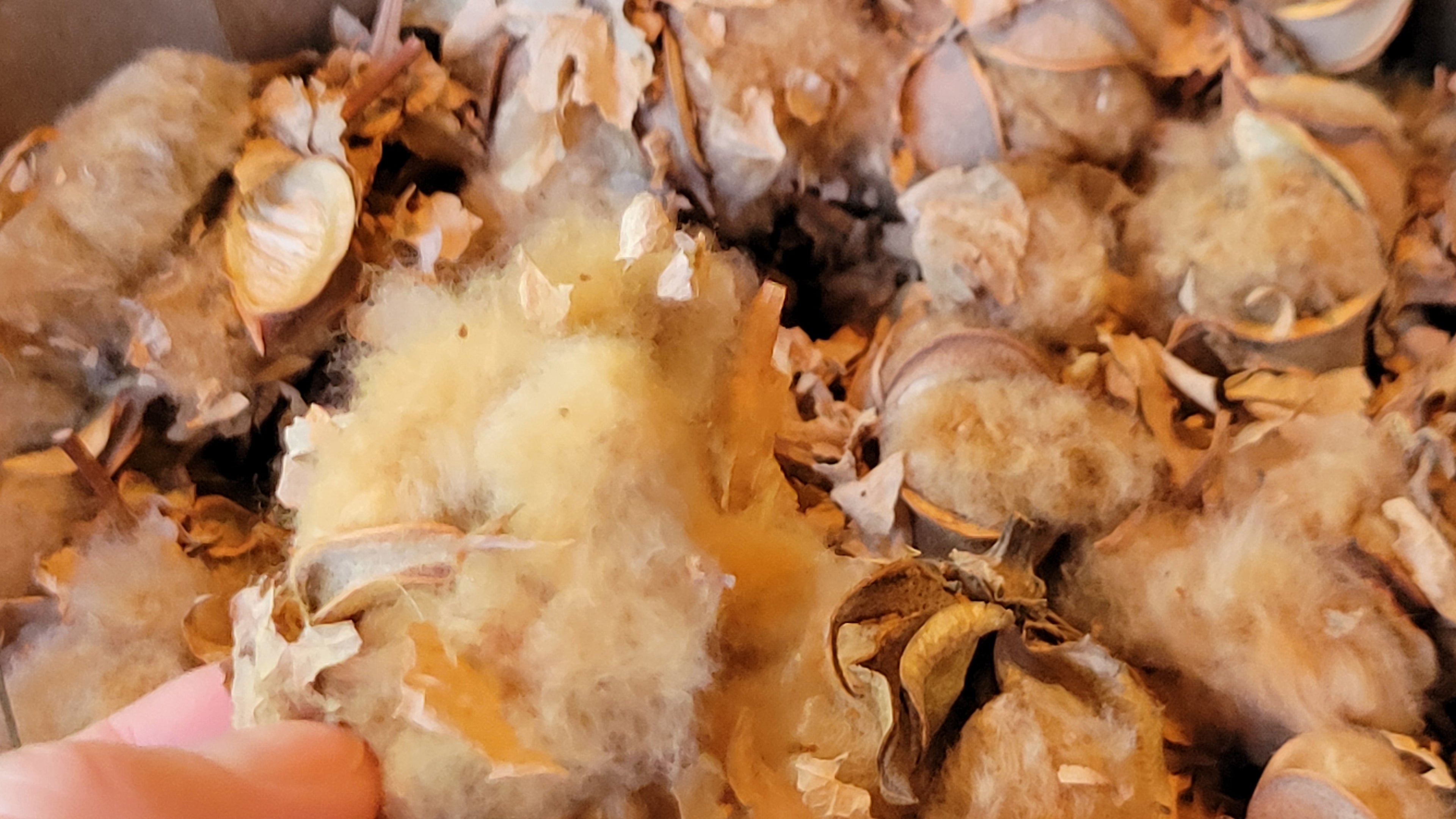 Cotton Sea Island Natural Brown Seed Cotton. Not Ginned. HANDPICKED.