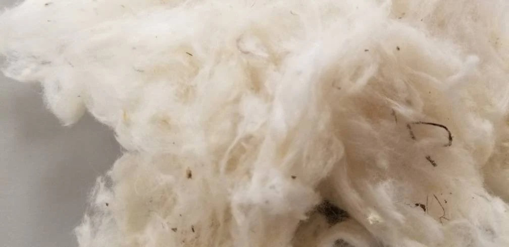 Cotton Fiber Ginned USA (Texas) Certified Organic (Not Combed)