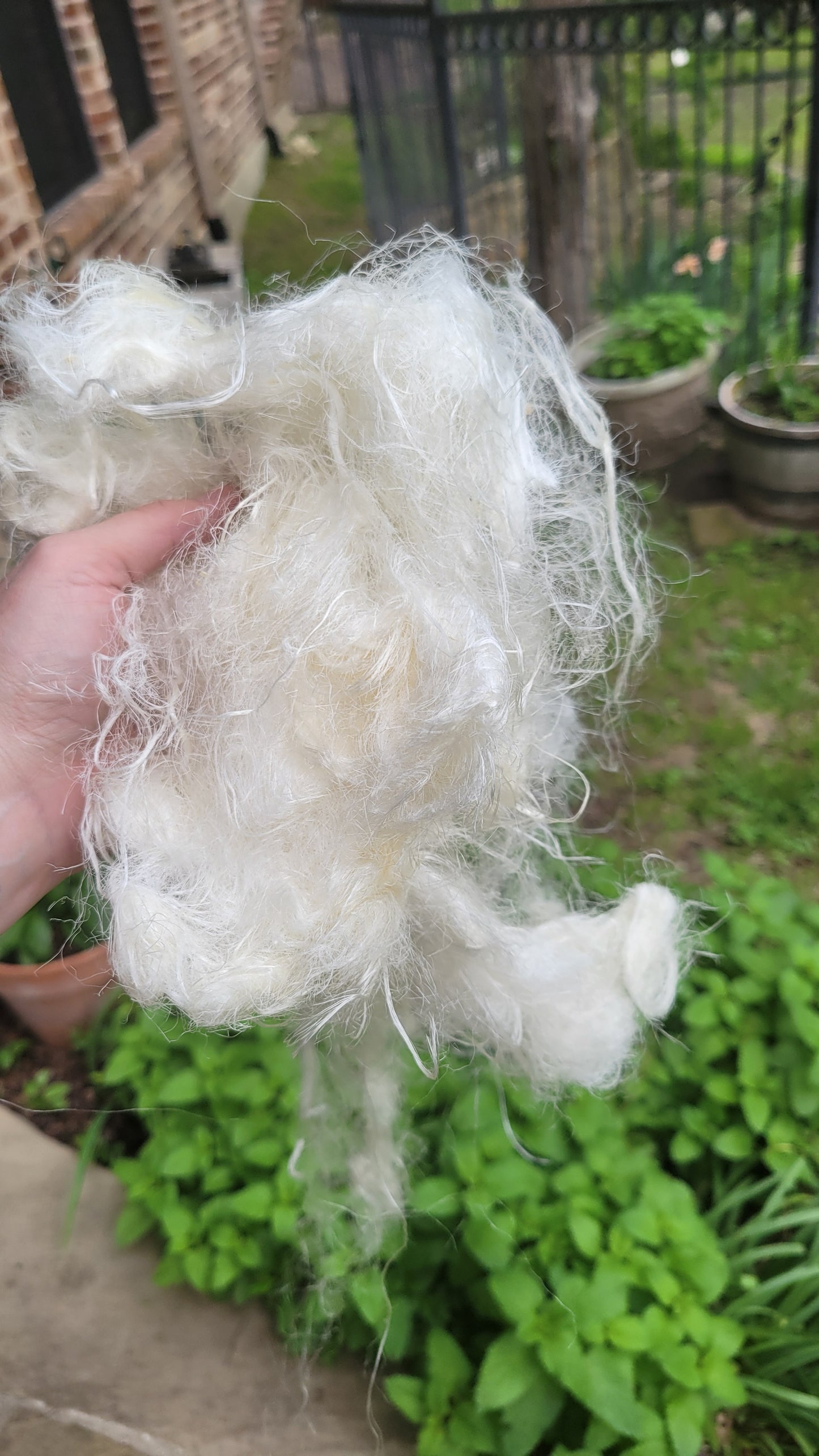 Milkweed Stalk Fiber. Un-Combed. Raw Unfinished Bundles