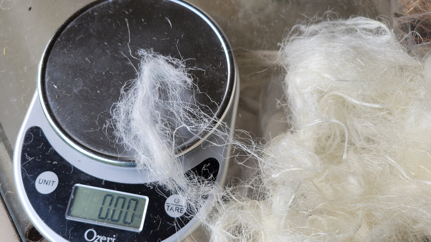 Milkweed Stalk Fiber. Un-Combed. Raw Unfinished Bundles