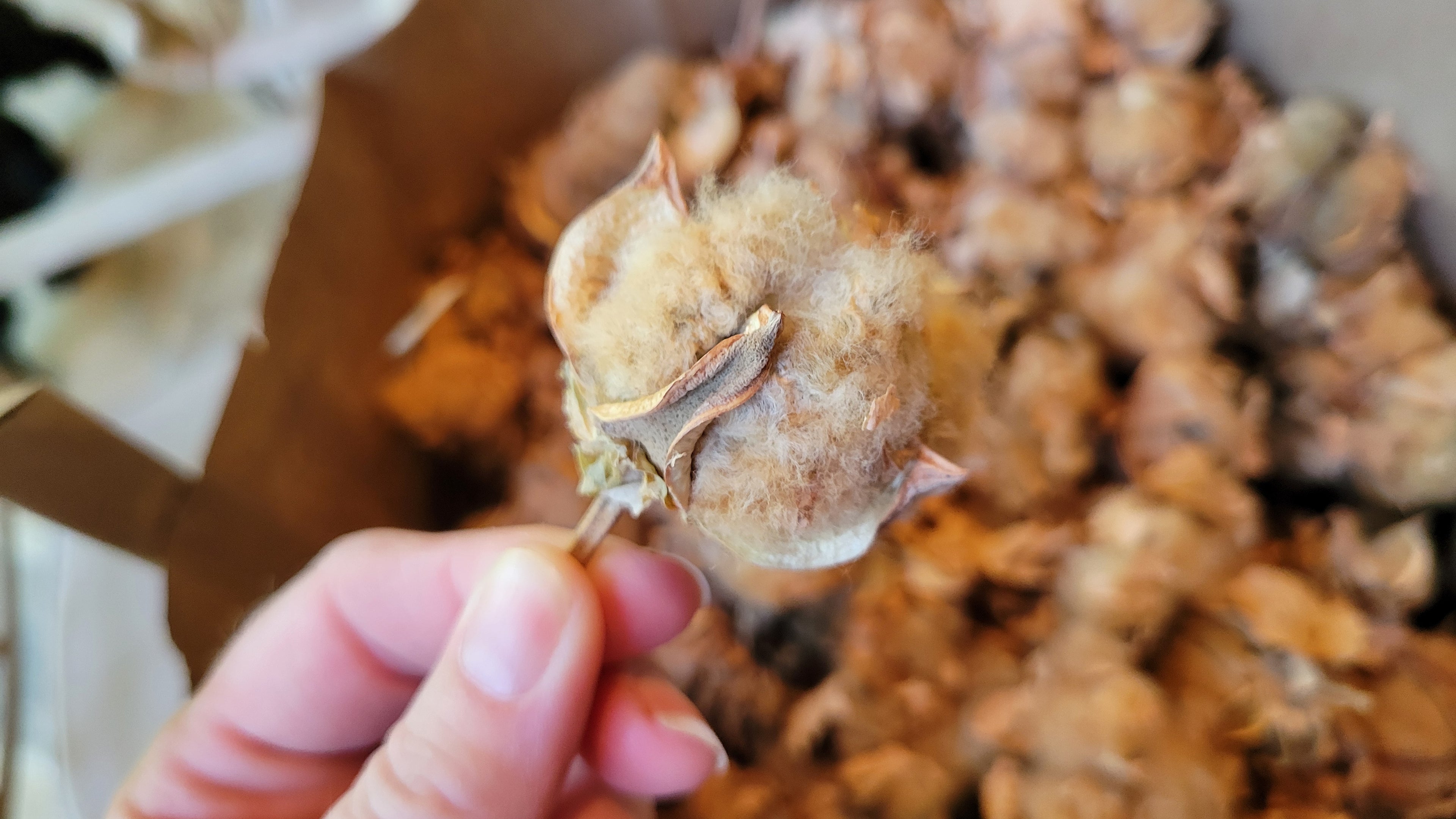 Cotton Sea Island Natural Brown Seed Cotton. Not Ginned. HANDPICKED.