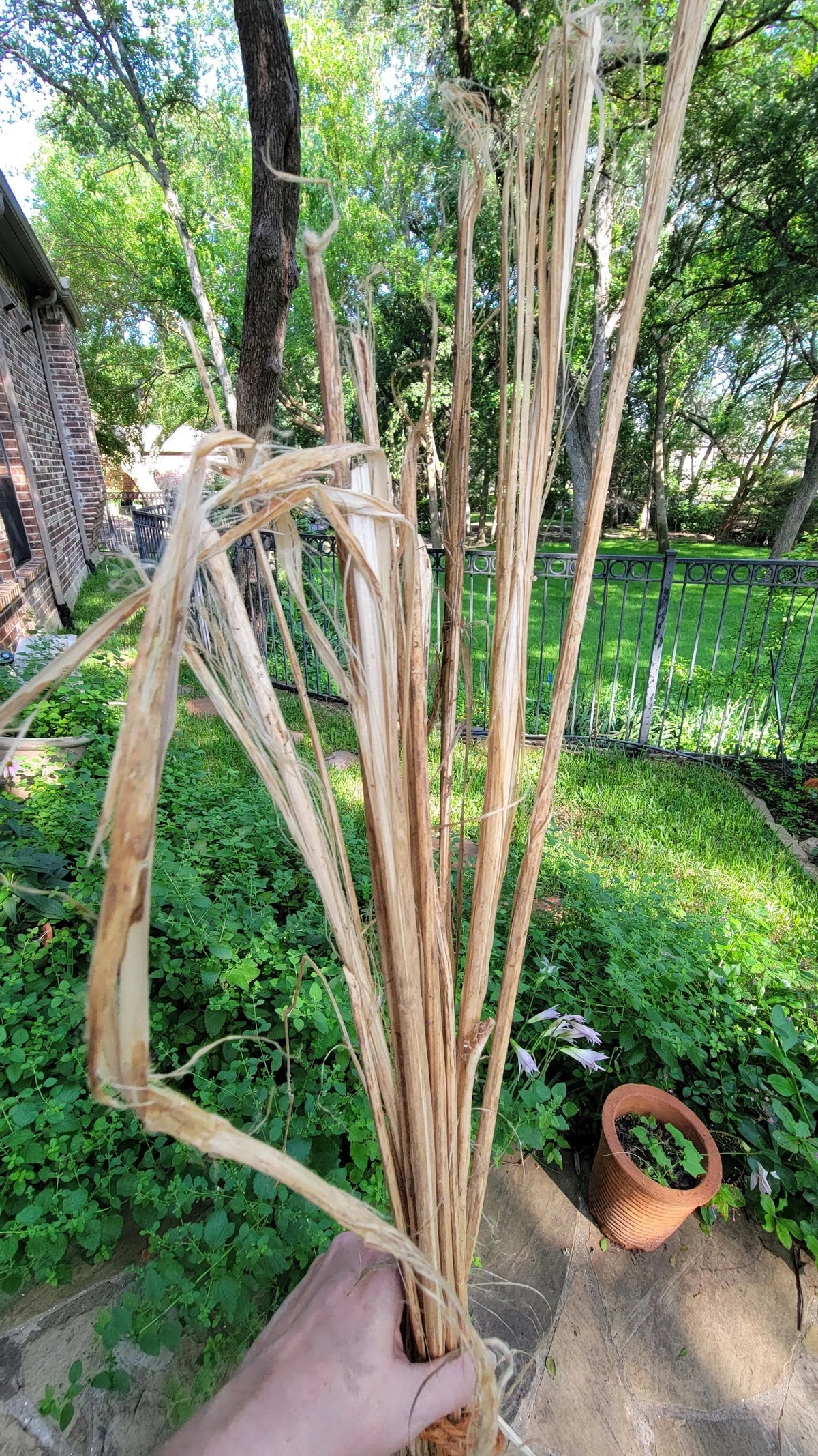 Hemp Stalk bundle (Water Retted)