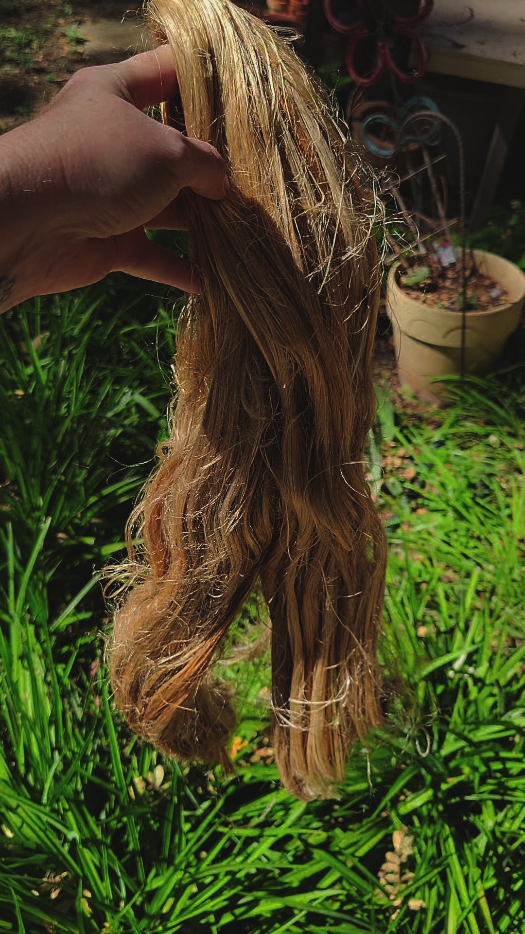 Dogbane Long Fiber Bundle. Natural Semi-Combed Fiber.