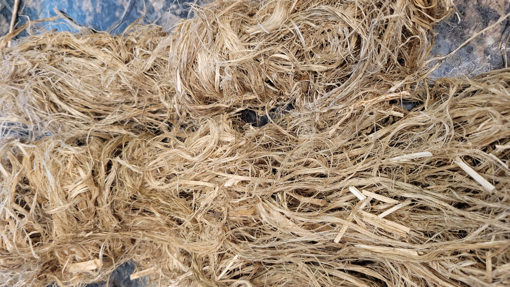 Hemp Fiber Raw UnCombed. USA Grown. 2 oz. 11 Days Retted.