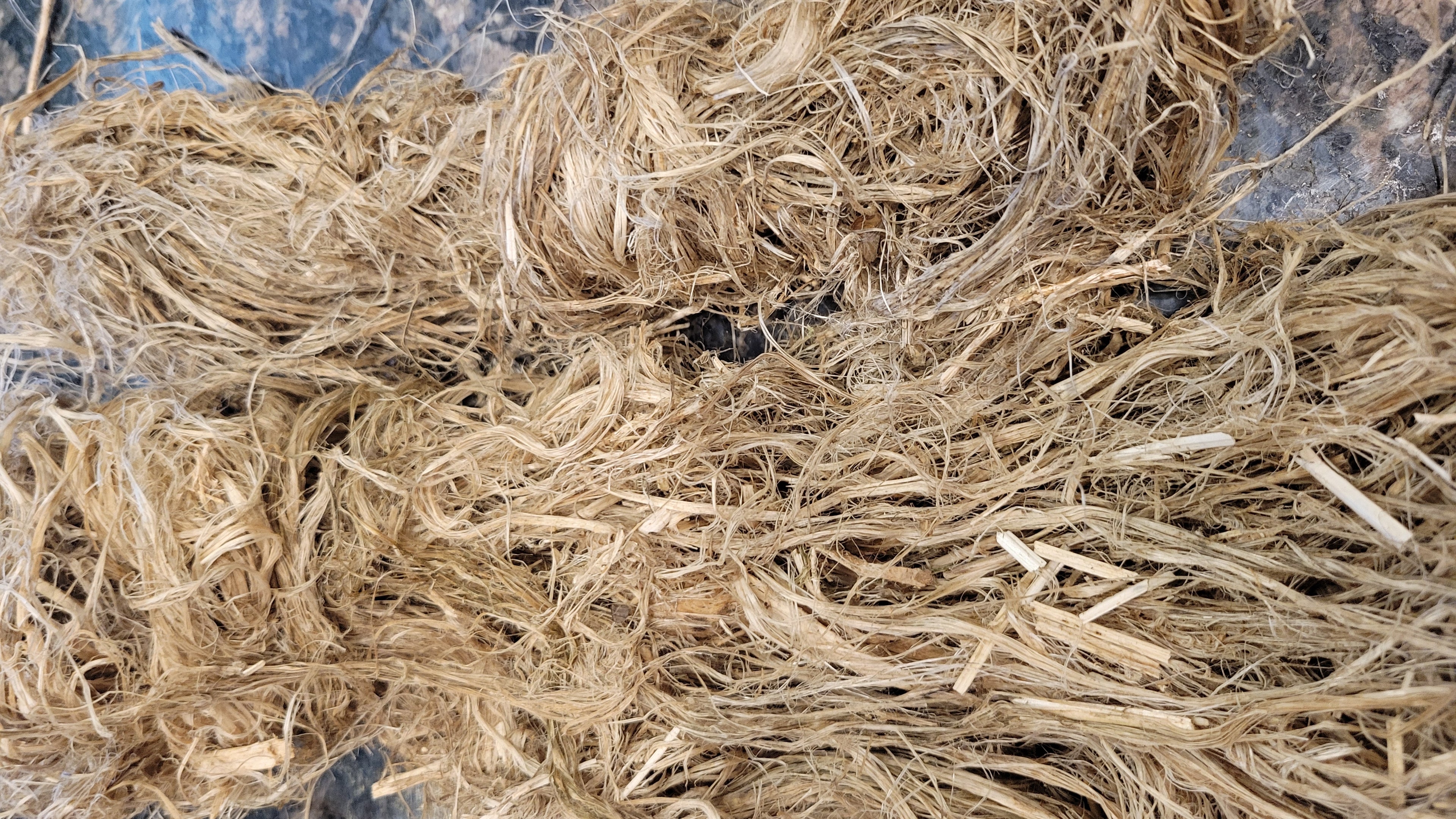 Hemp Fiber Raw UnCombed. USA Grown. 2 oz. 11 Days Retted.