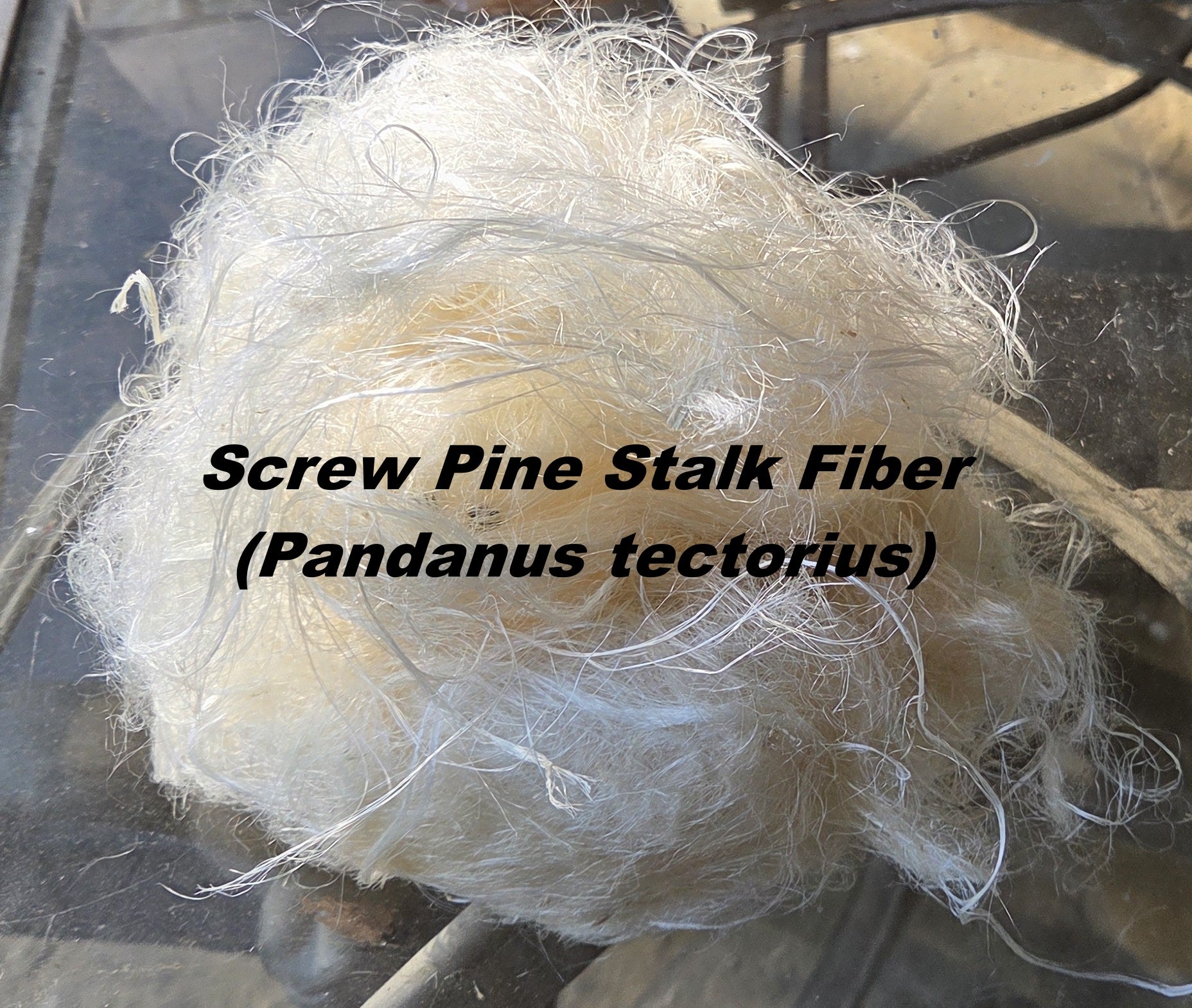 Screw Pine Stalk Fiber. Un-Combed. Raw Unfinished Bundles