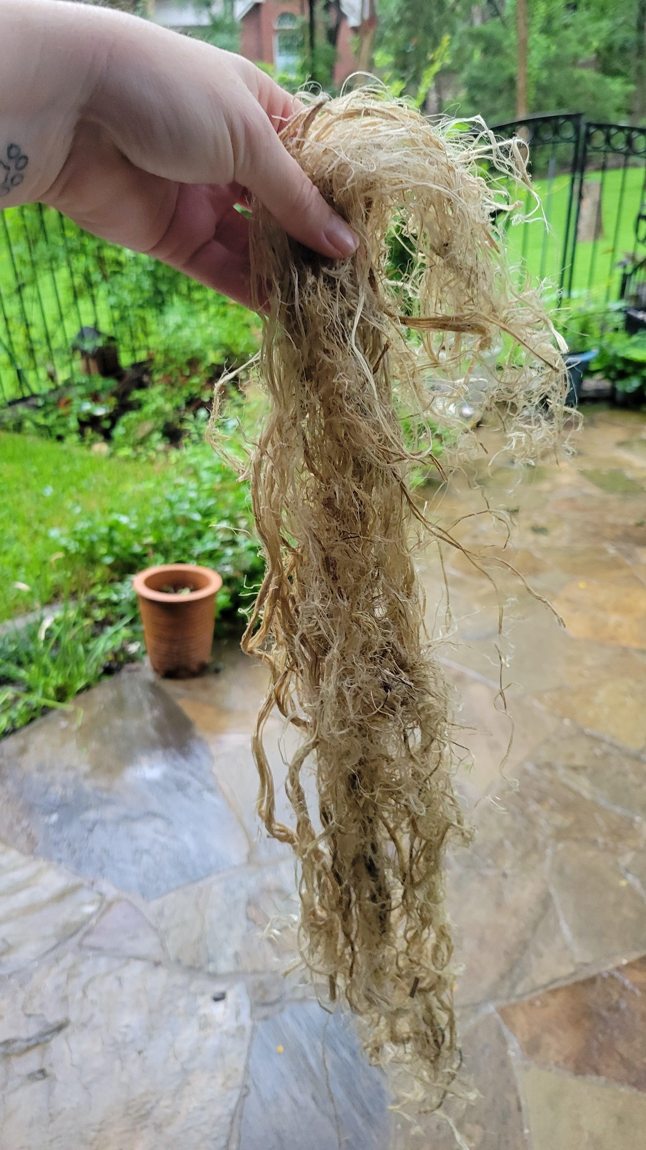 Hemp Fiber Raw UnCombed. USA Grown. 2 oz. 11 Days Retted.