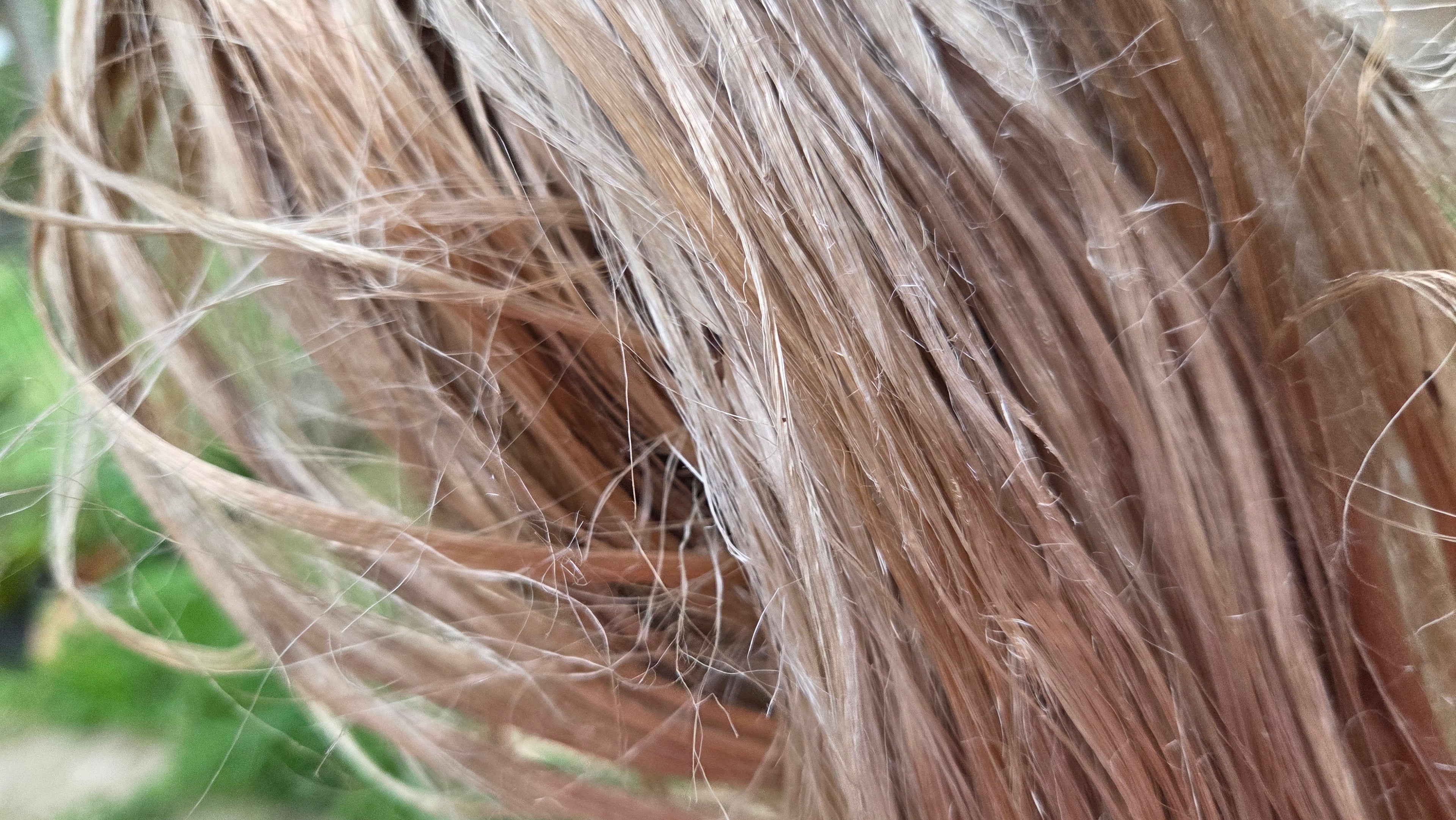 Fireweed Fiber Bundle. Natural Semi-Combed Fiber. Raw. (Chamerion angustifolium)