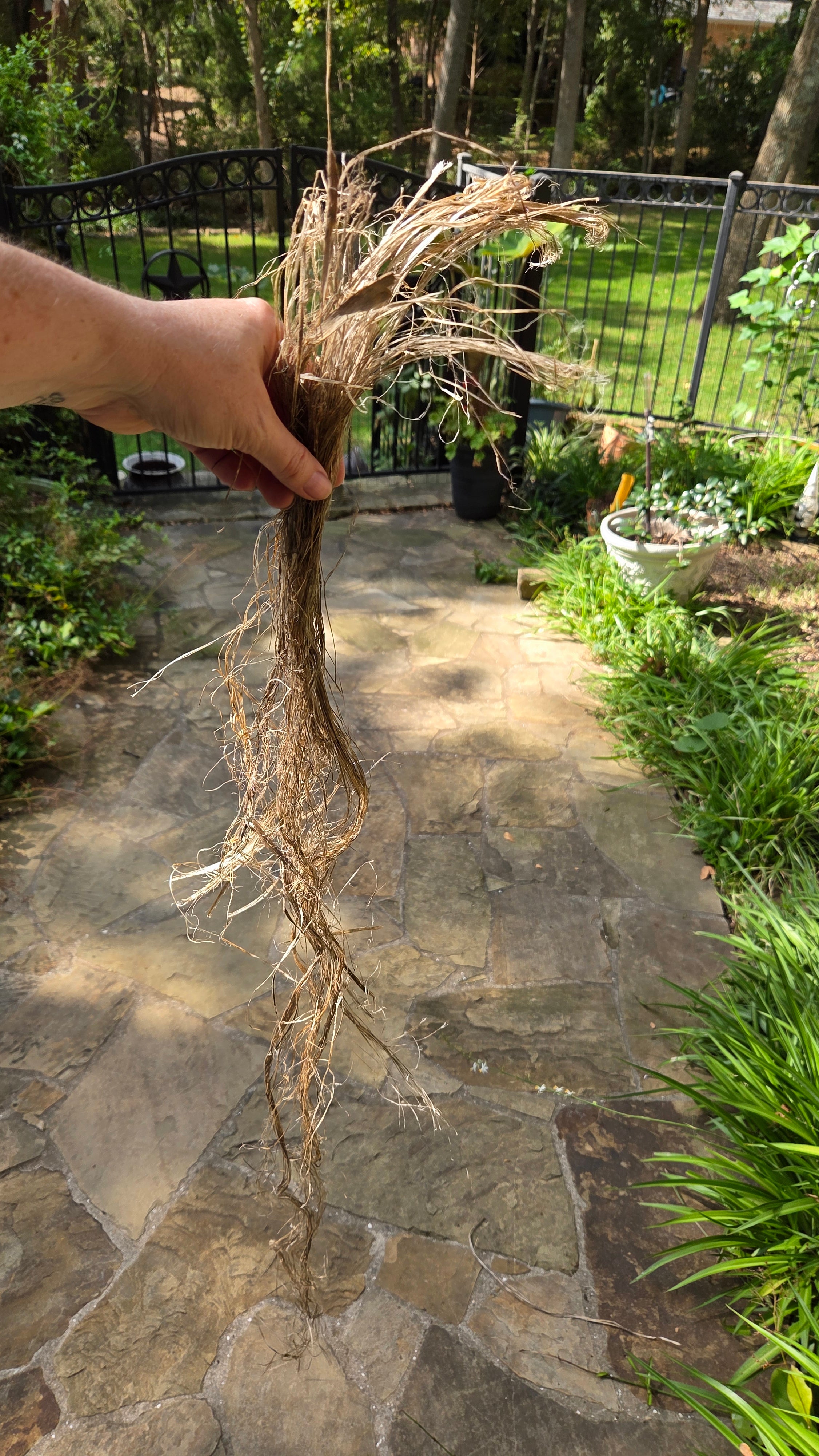 Hemp USA Grown - 3 Years Field Retted, Long Line Fiber Bundle - 1 Pound Bundle