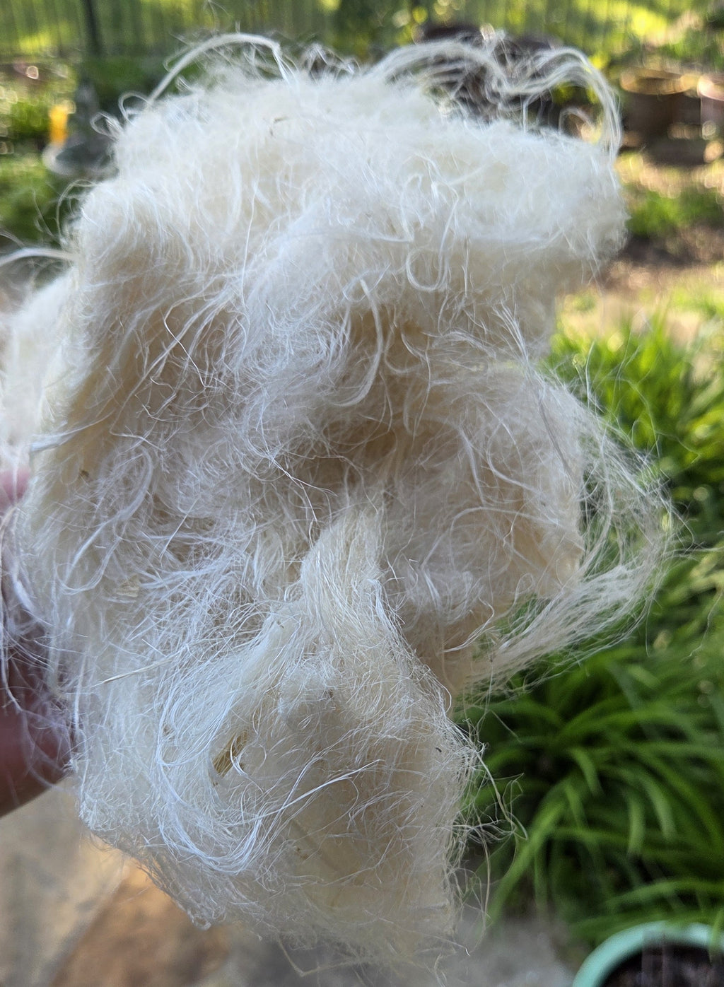 Screw Pine Stalk Fiber. Un-Combed. Raw Unfinished Bundles