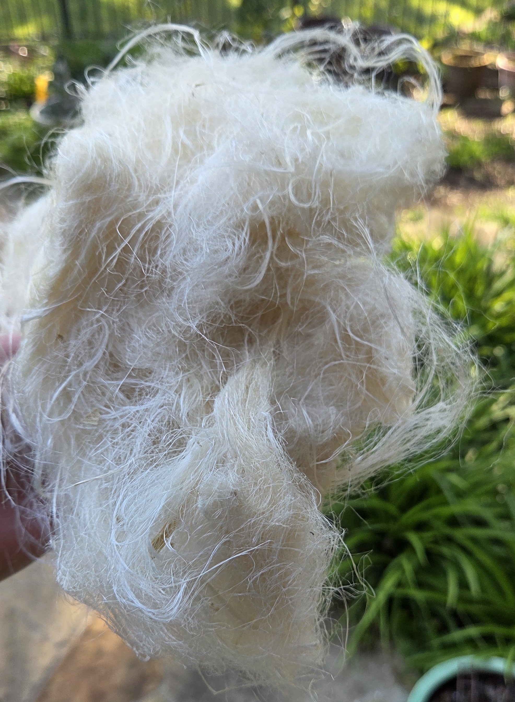 Screw Pine Stalk Fiber. Un-Combed. Raw Unfinished Bundles