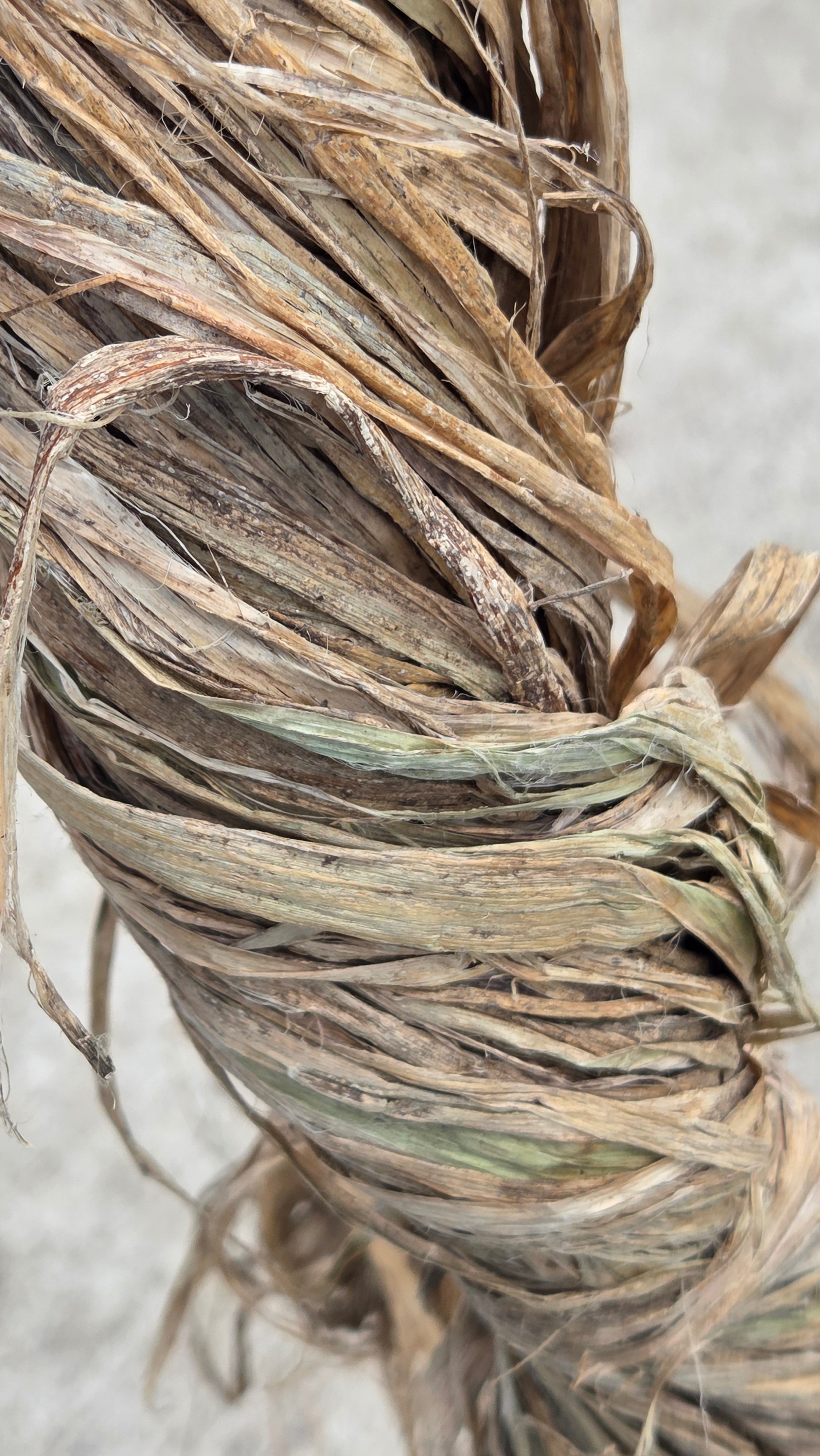 Sunn Hemp Fiber. Natural Raw Un-Combed Textile Bundles.