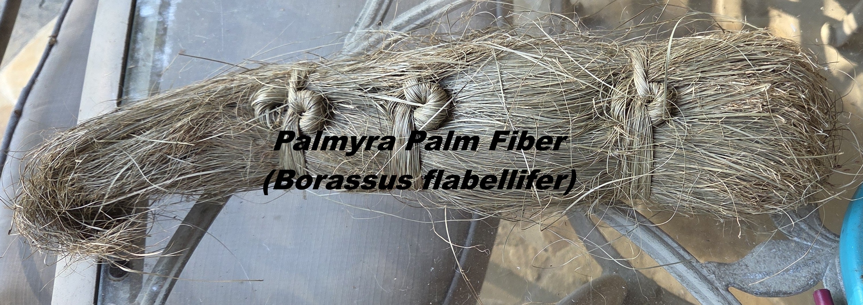 Palmyra Palm Plant (Stem) Fiber. Un-Combed. Raw Unfinished Bundles