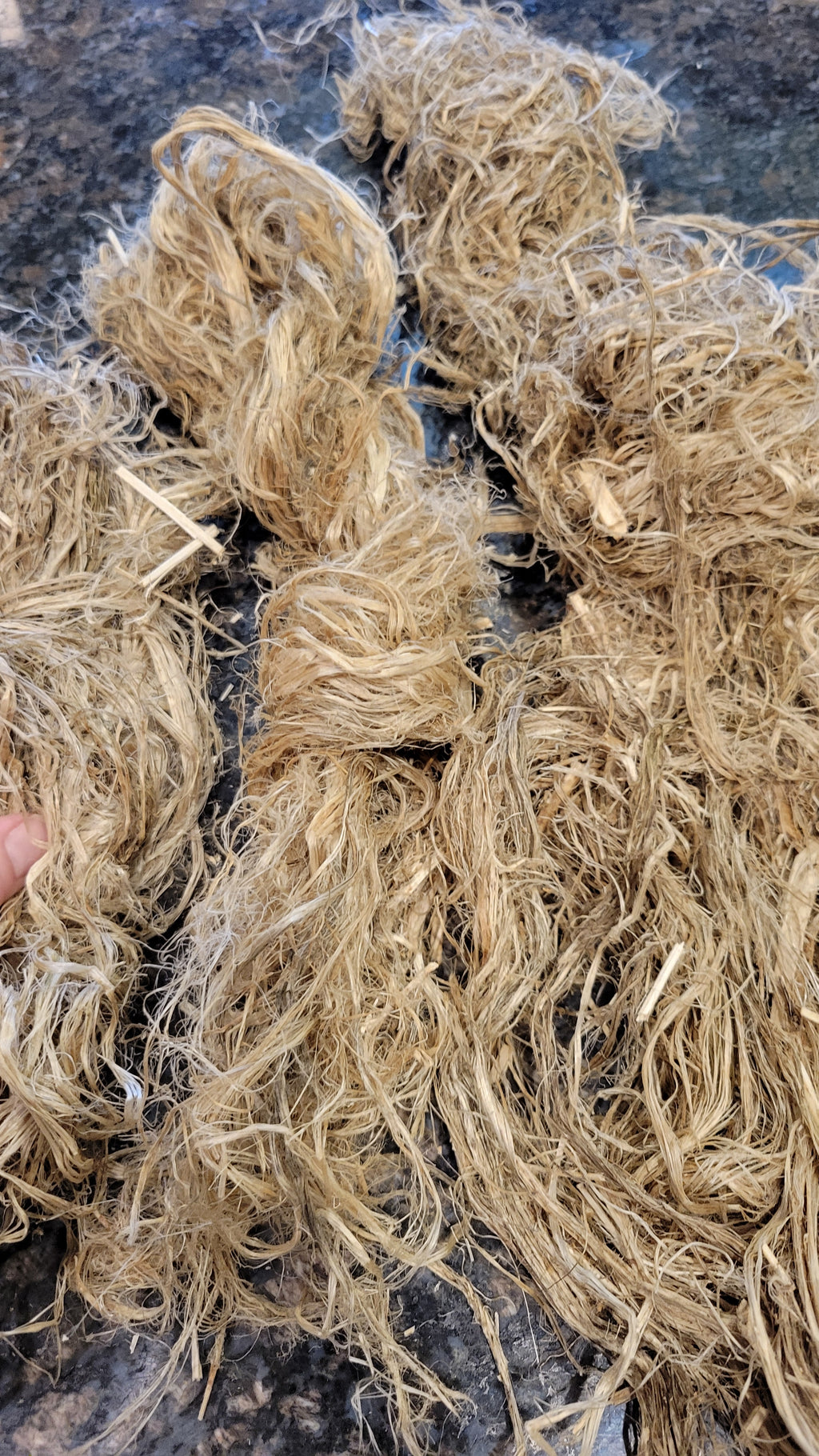 Hemp Fiber Raw UnCombed. USA Grown. 2 oz. 11 Days Retted.