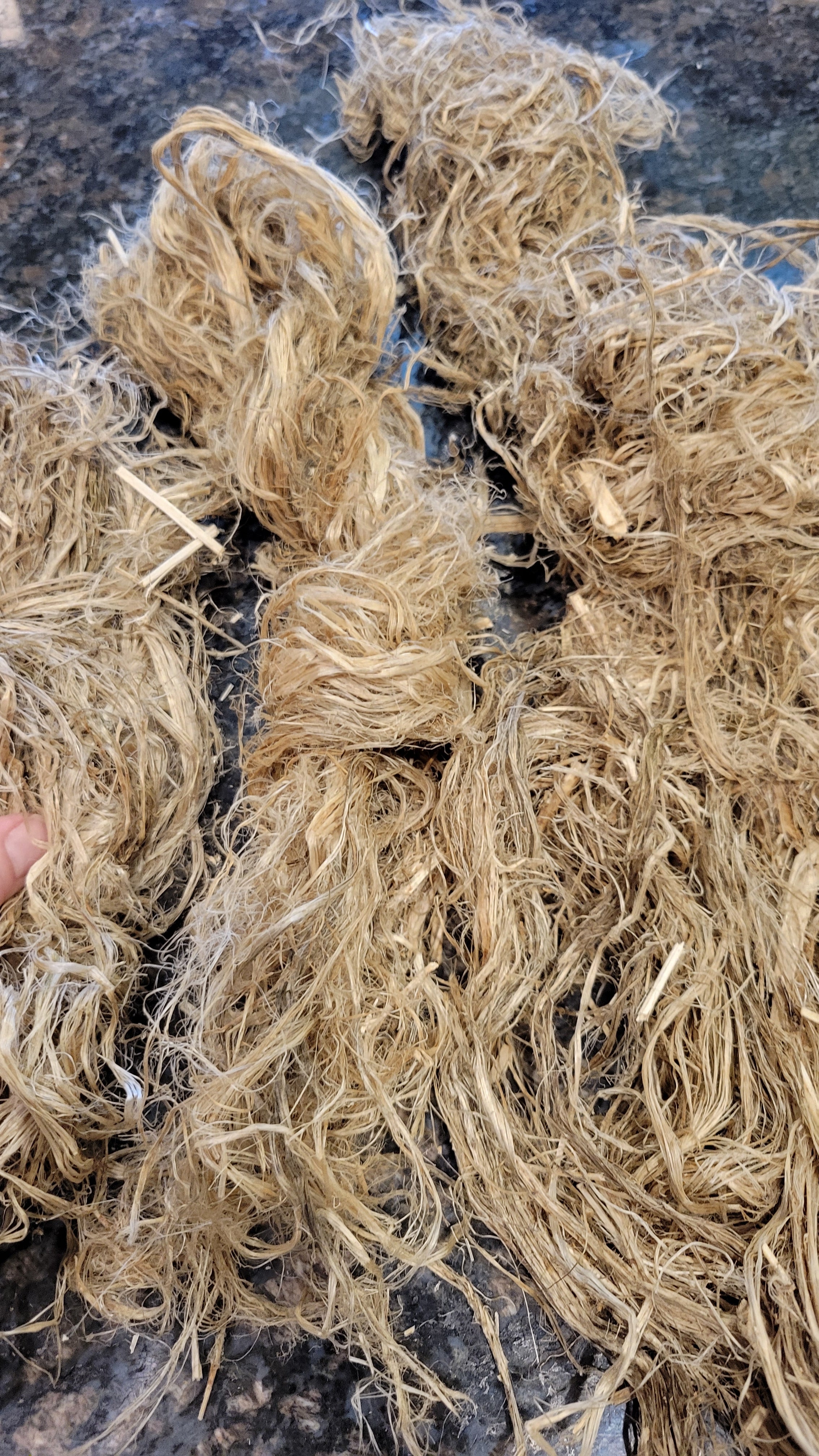 Hemp Fiber Raw UnCombed. USA Grown. 2 oz. 11 Days Retted.