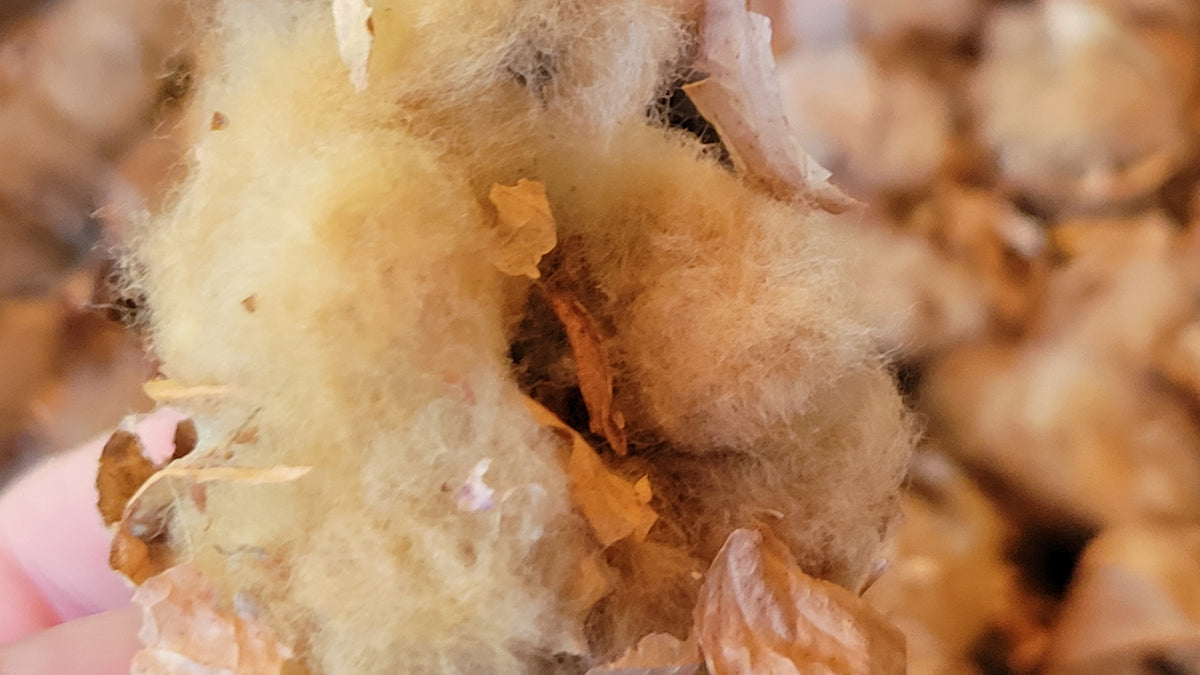 1oz SeaIsland Cotton Bolls.