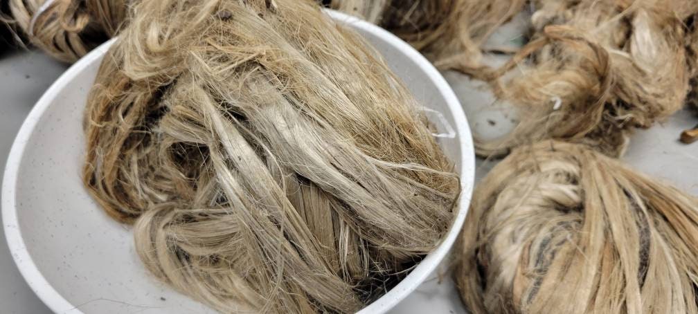 Seaweed / Macro Algae Long Fiber Bundle. 100% Natural Fiber.