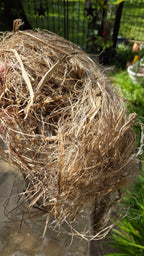 Hemp USA Grown - 3 Years Field Retted, Long Line Fiber Bundle - 1 Pound Bundle