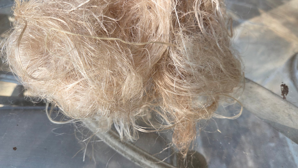 Fireweed Stalk Fiber. Un-Combed. Raw Unfinished Bundles