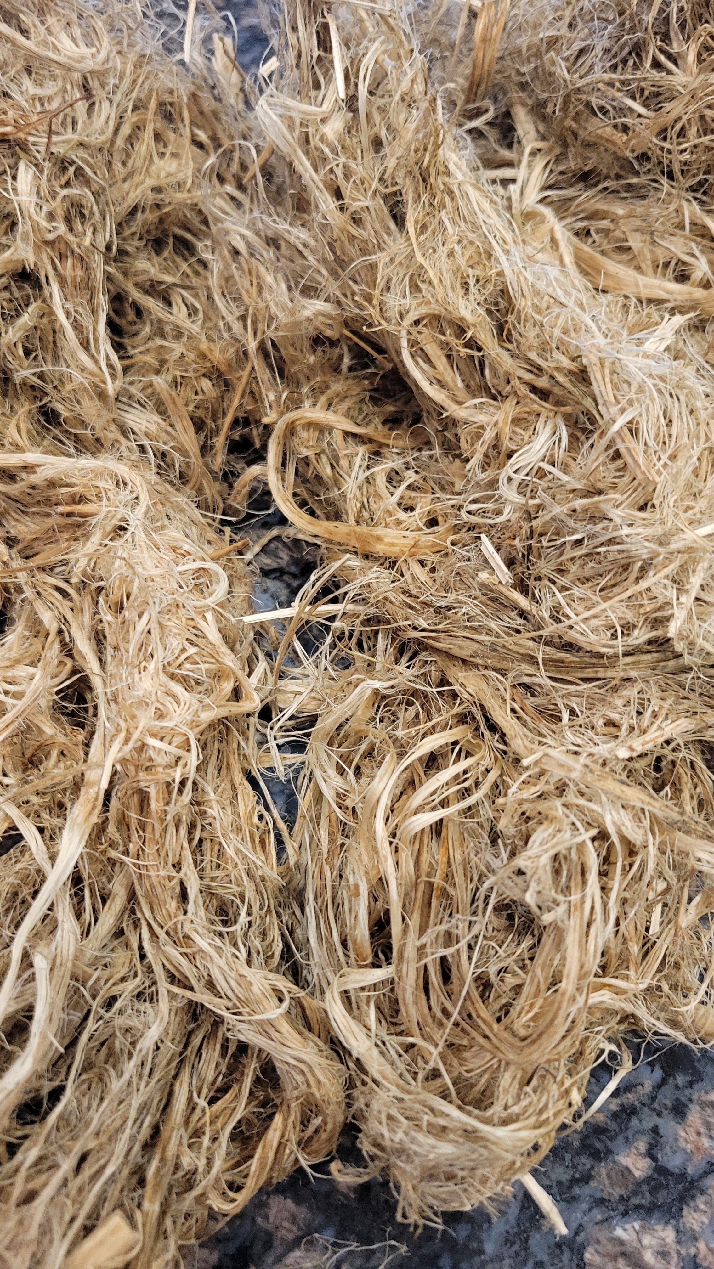 Hemp Fiber Raw UnCombed. USA Grown. 2 oz. 11 Days Retted.