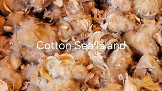 Cotton Sea Island Natural Brown Seed Cotton. Not Ginned. HANDPICKED.