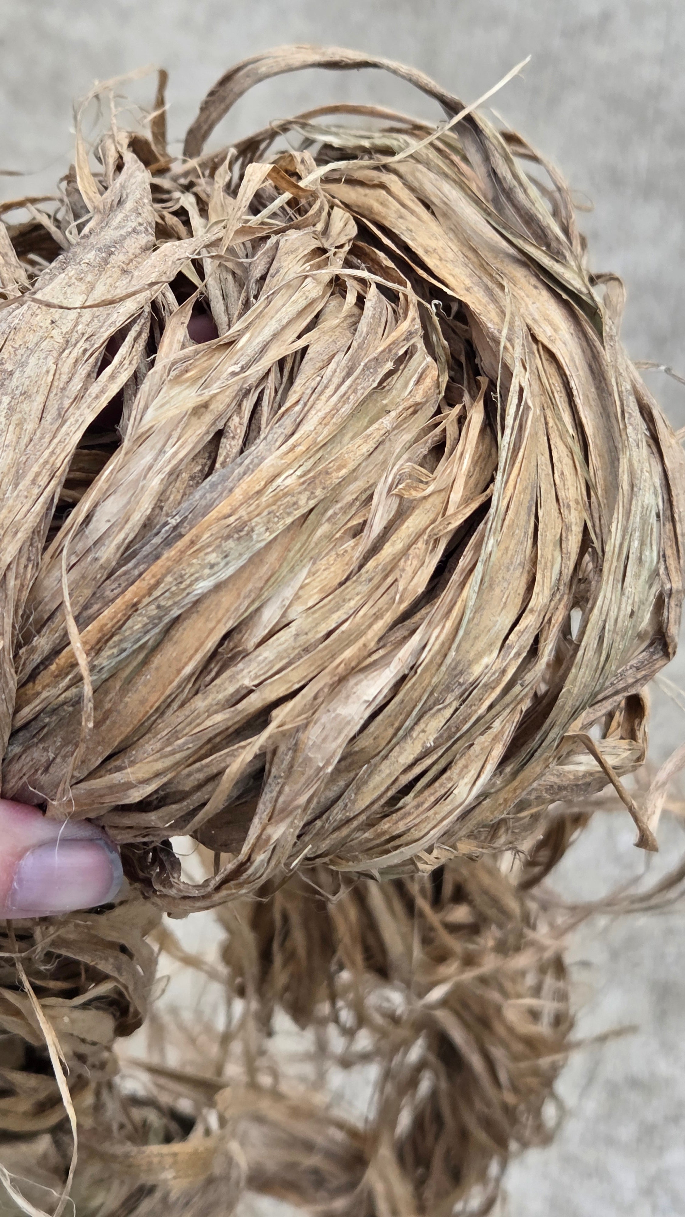 Sunn Hemp Fiber. Natural Raw Un-Combed Textile Bundles.