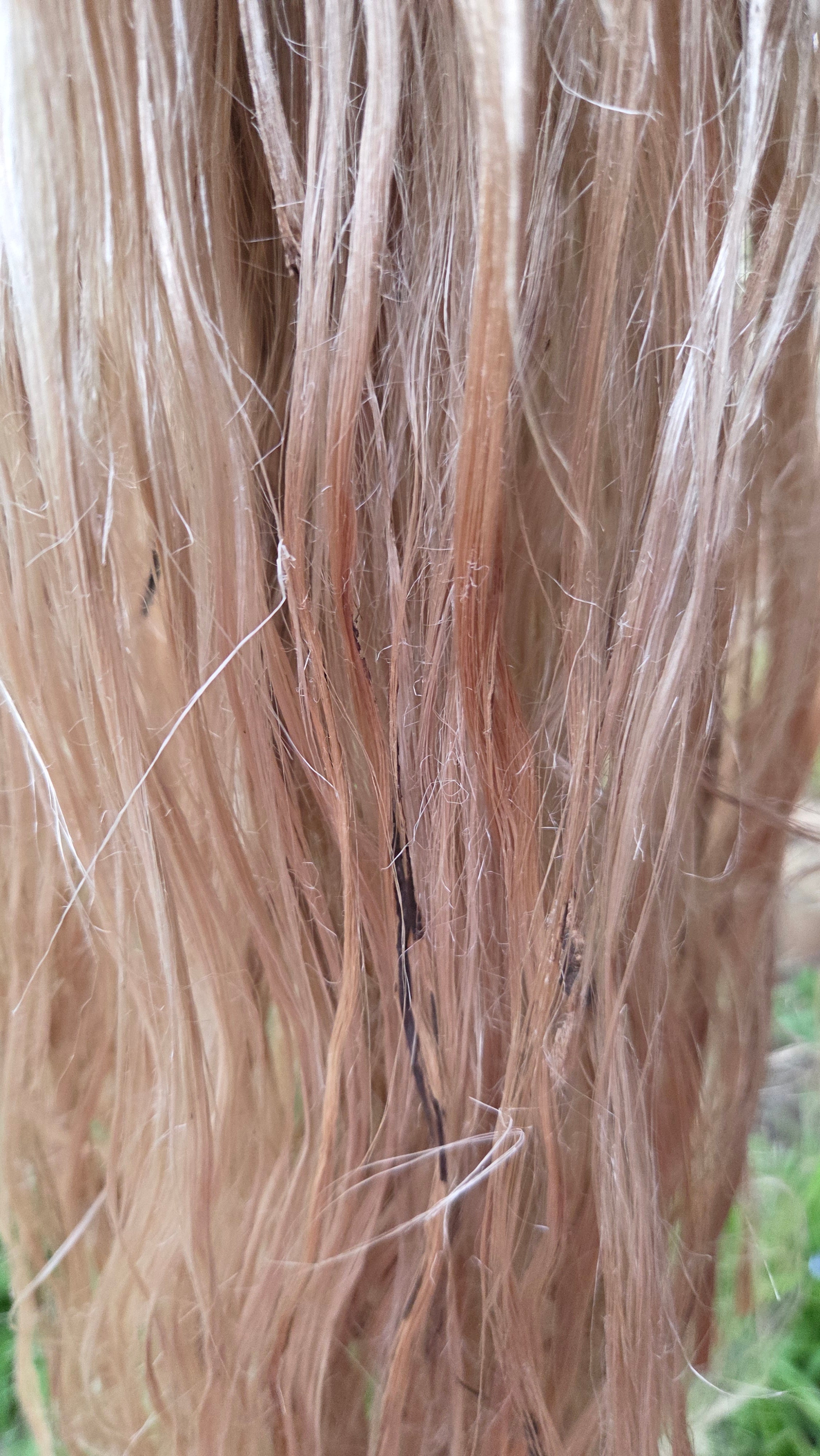Fireweed Fiber Bundle. Natural Semi-Combed Fiber. Raw. (Chamerion angustifolium)