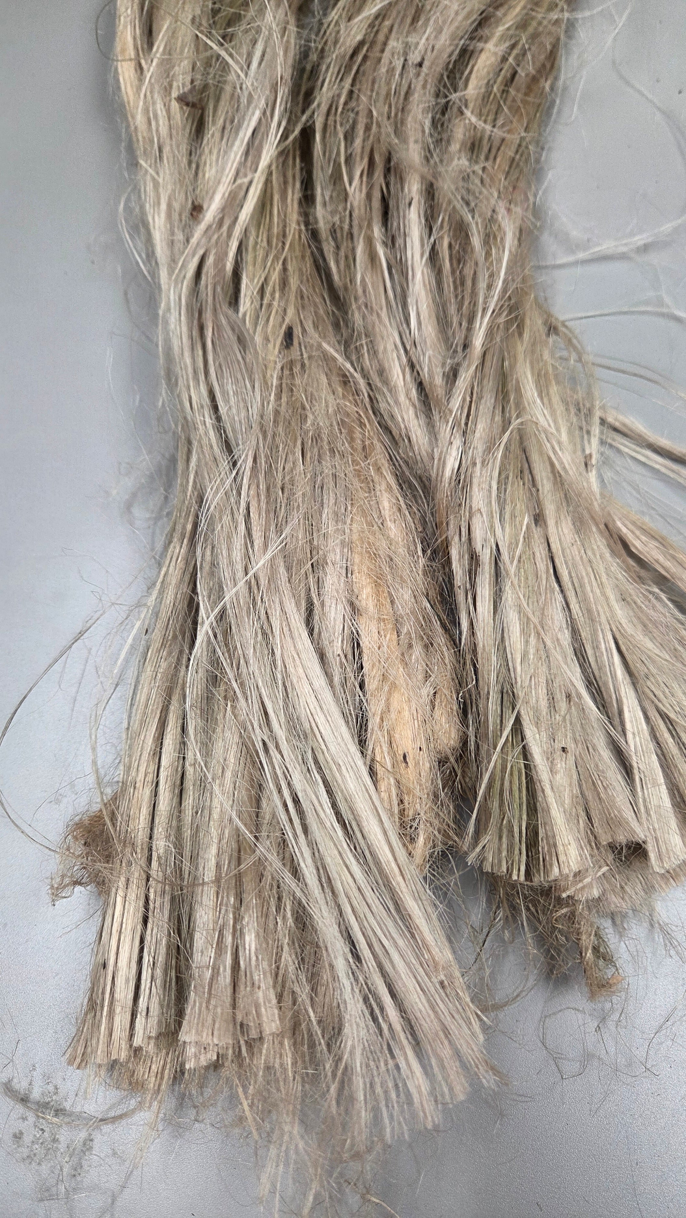 Algae Brown Seaweed Fiber Bundle. (Sargassum). Semi-Combed, Natural Fiber. Sold by Weight.