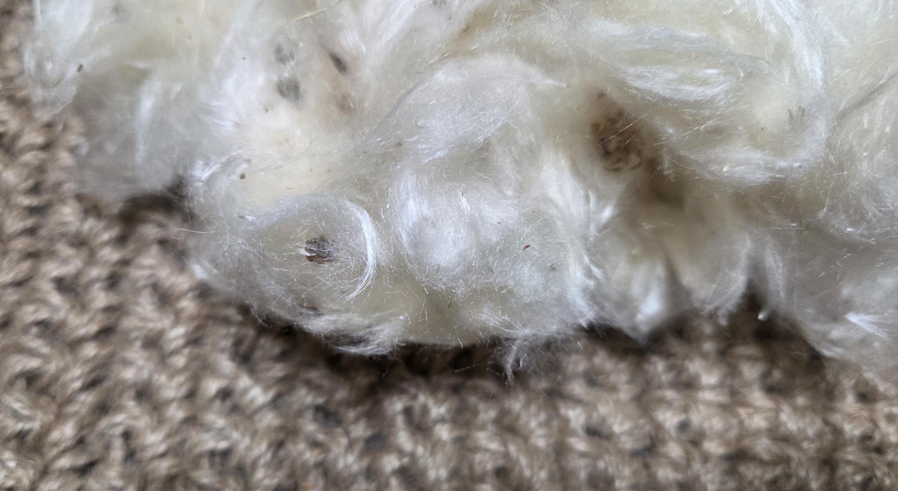 Milkweed Floss Fiber. Un-Combed. USA Wild-Harvested. 0.2 ounce.