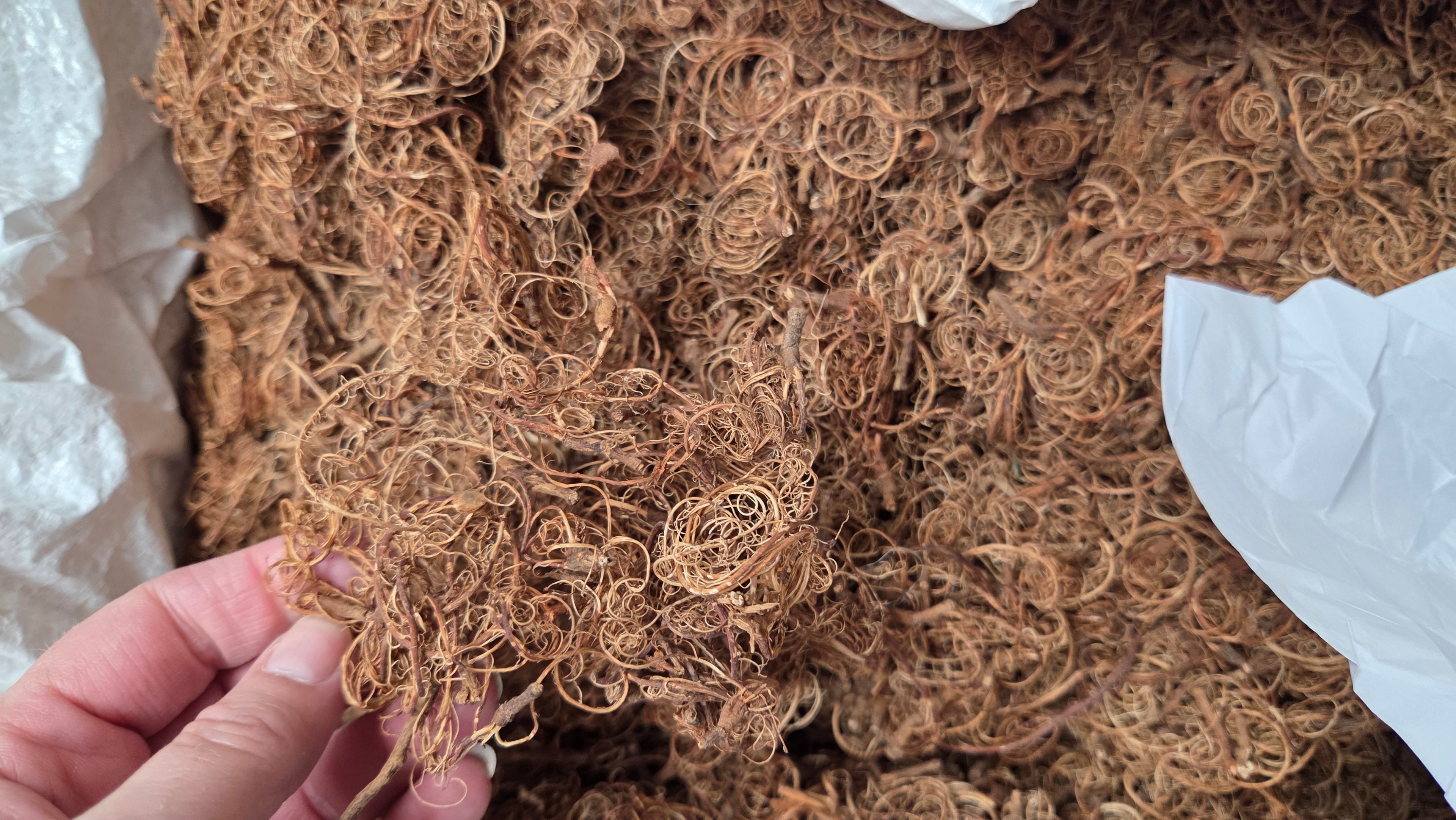 Tamarind Stalk Fiber. Un-Combed. Raw Unfinished Textile Bundle.