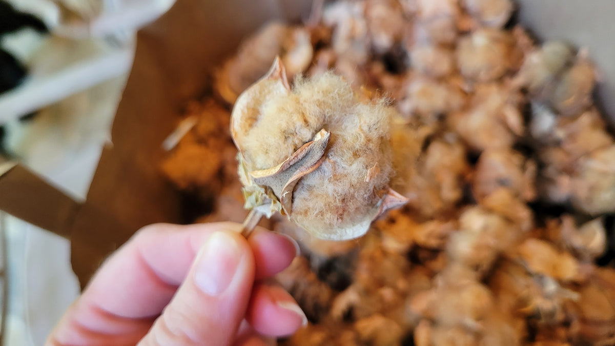 1oz SeaIsland Cotton Bolls.