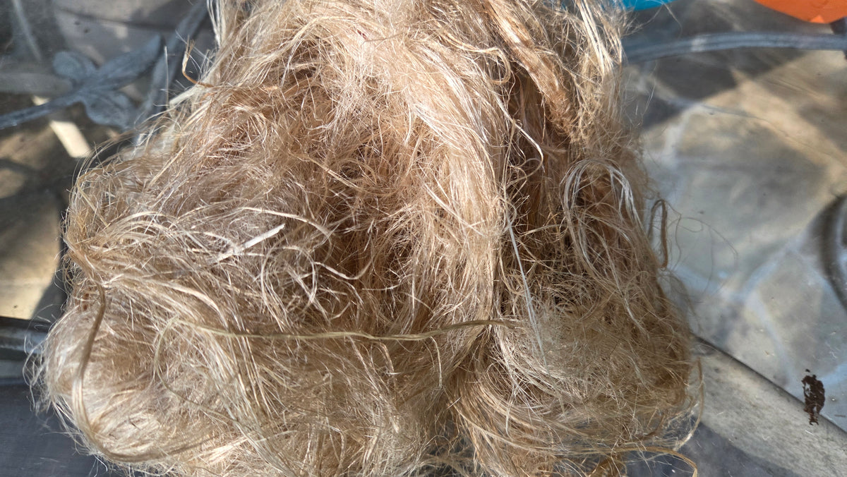 Fireweed Stalk Fiber. Un-Combed. Raw Unfinished Bundles