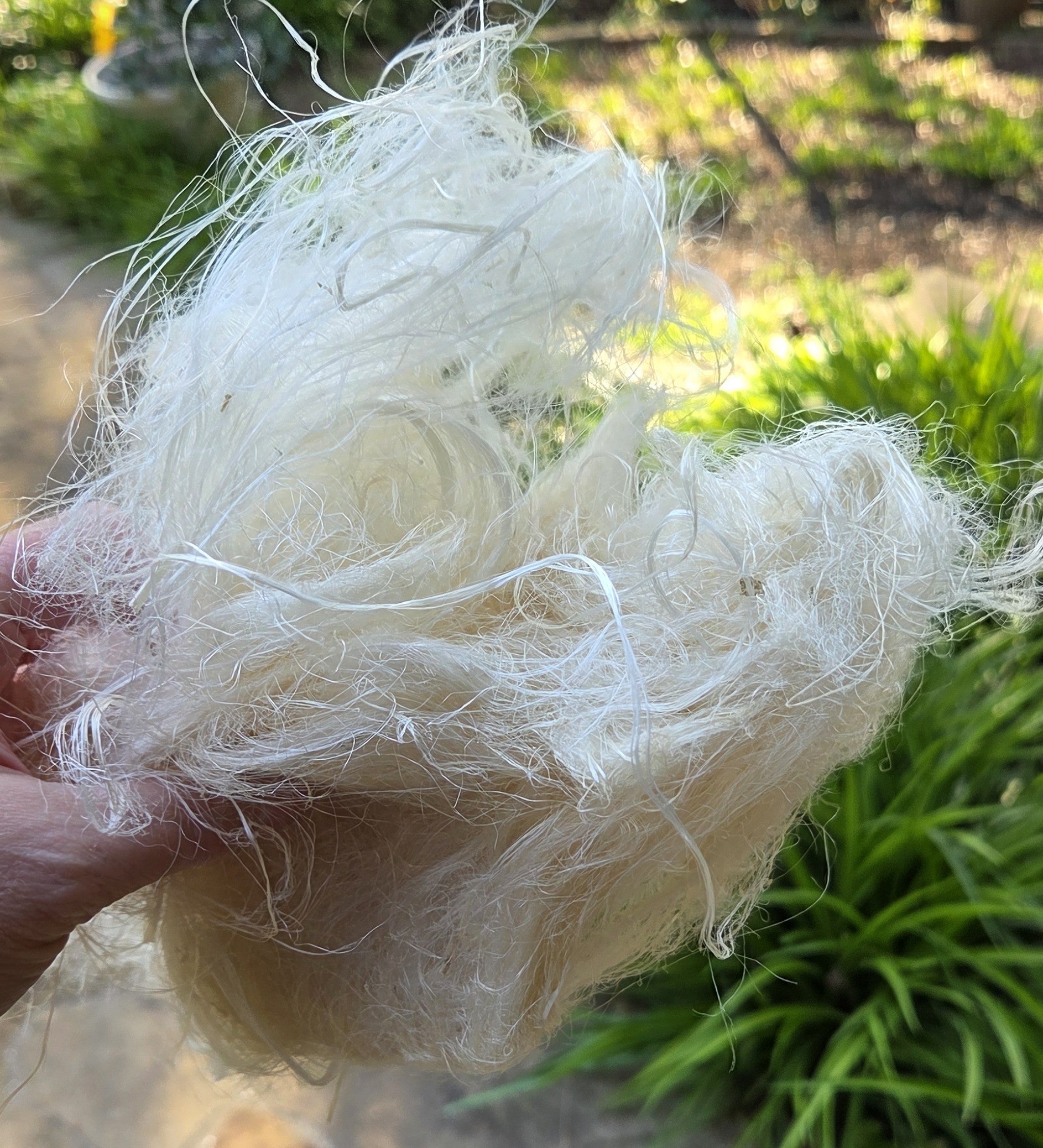 Screw Pine Stalk Fiber. Un-Combed. Raw Unfinished Bundles