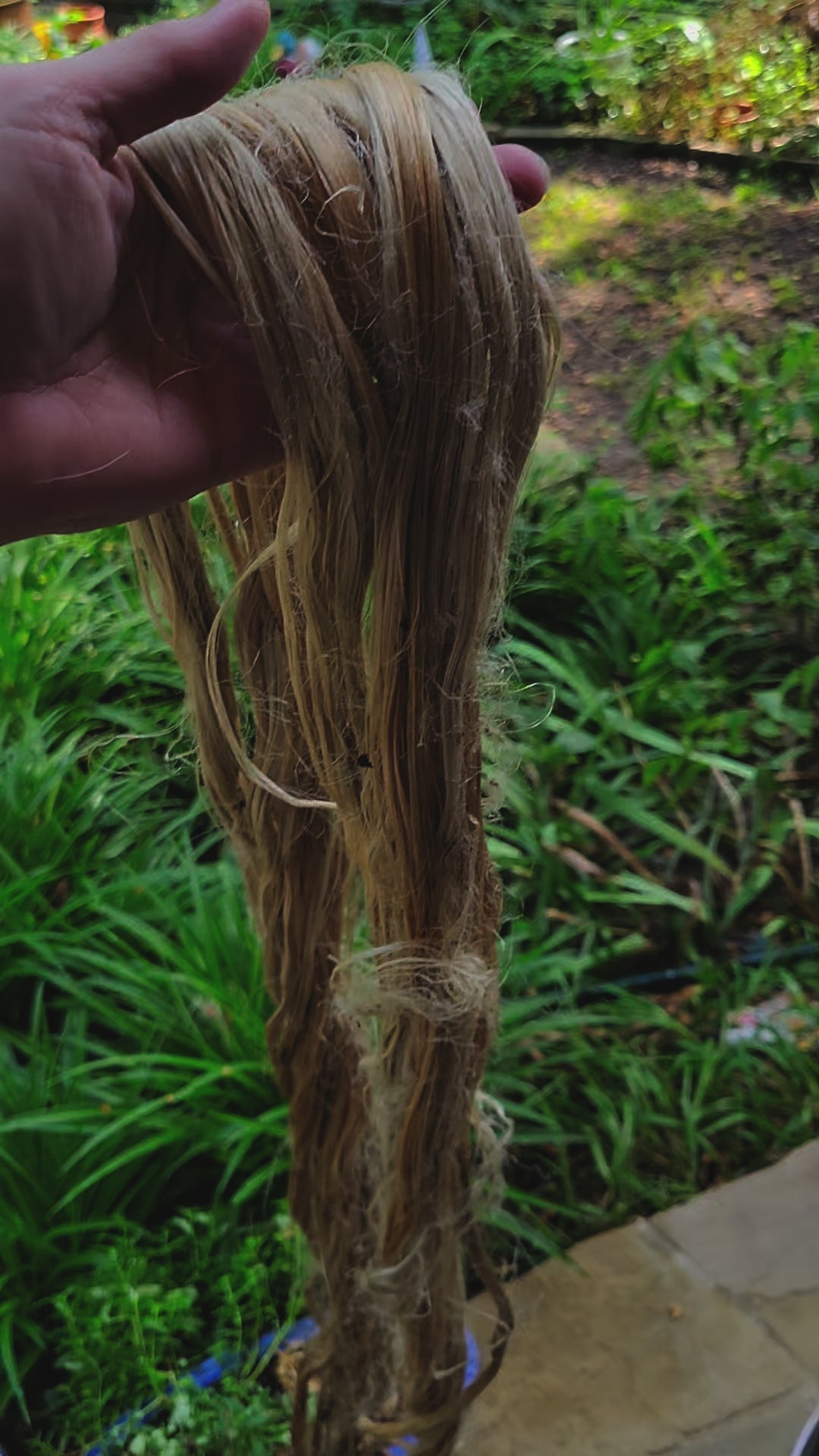 Ramie Fiber Bundle. 100% Natural Fiber.