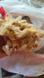 Cotton Natural Brown Seed Cotton. Ginned. HANDPICKED. 1 ounce (oz).