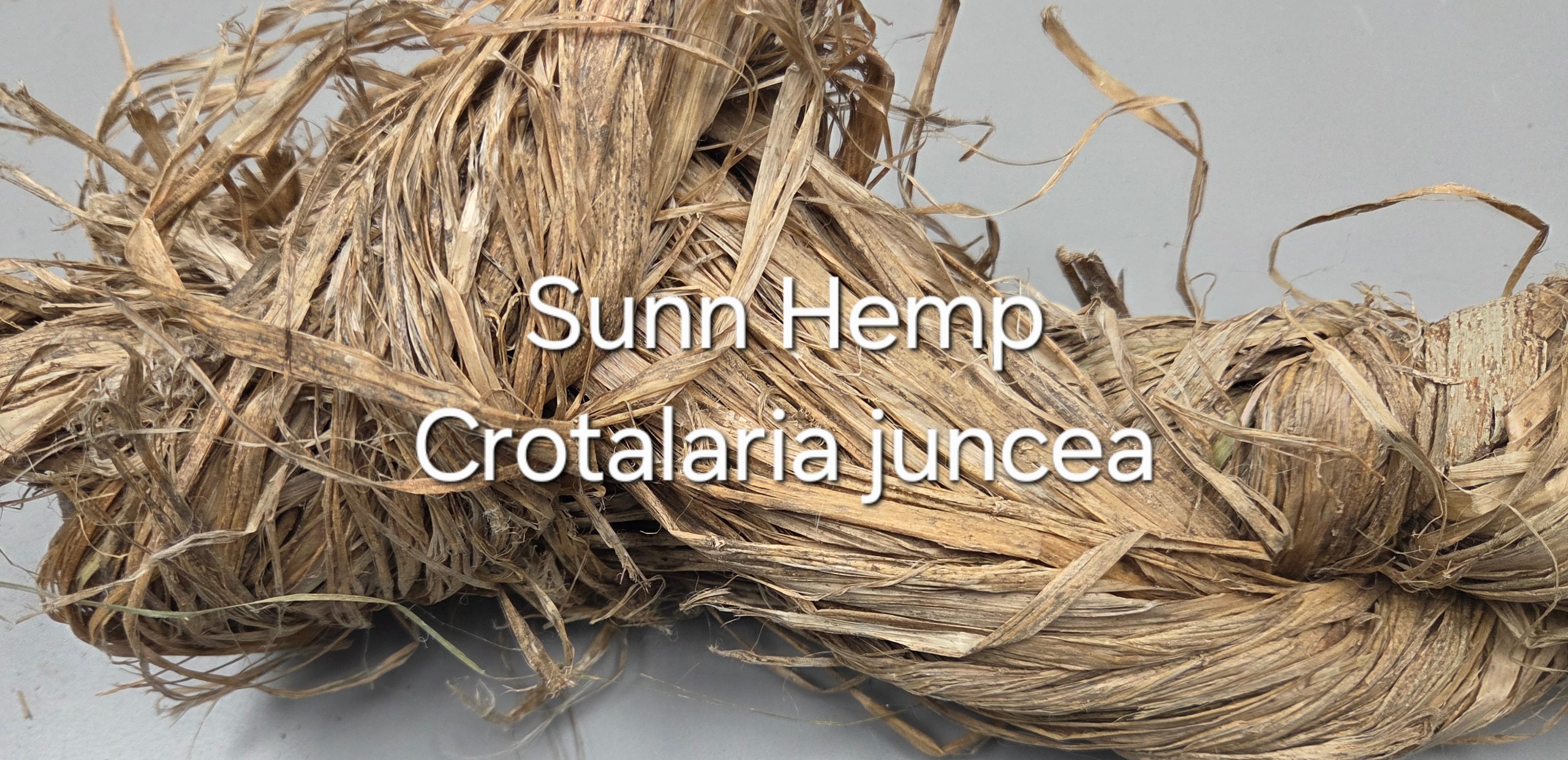 Sunn Hemp Fiber. Natural Raw Un-Combed Textile Bundles.